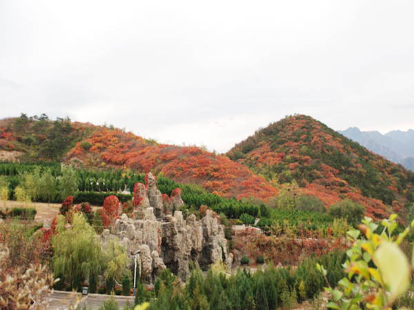 园区实景-景仰园